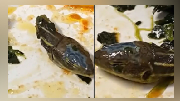 Snake bite found in food, VIDEO: Turkey's flight attendant was seen in potato curry, the catering company denied